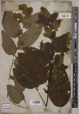 Kew Gardens K001122016:  s.coll. [Cat. no. 5753]