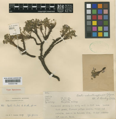 Kew Gardens K000531768:  Comber, H.F. [866] Argentina