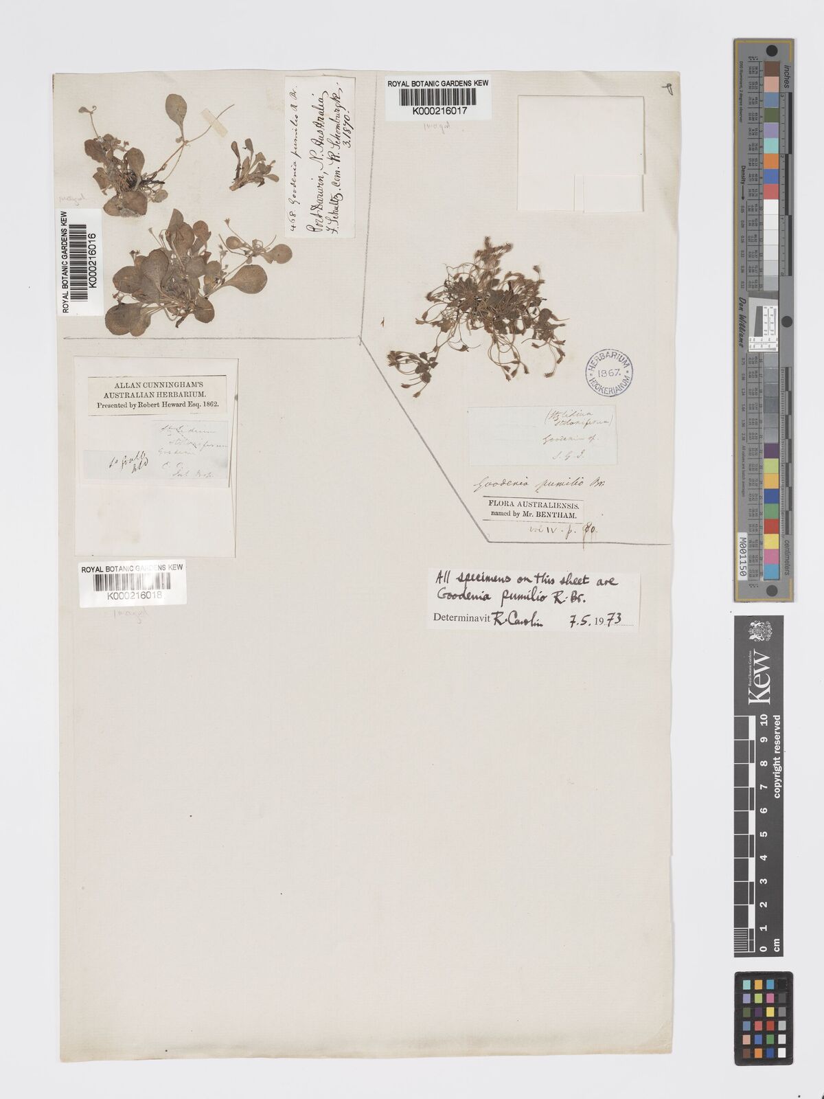 Kew Gardens K000216019:  Helms, R. [s.n.] Australia