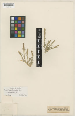 Kew Gardens K000674274:  Schimper, W. [792]