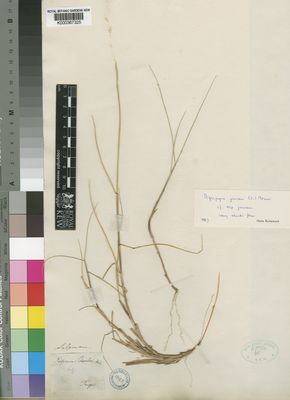 Kew Gardens K000367325:  Salzmann [s.n.] Morocco