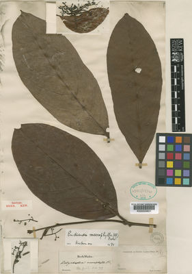 Kew Gardens K000009821:  Korthals, P.W. [s.n.] Indonesia