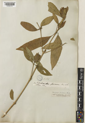 Kew Gardens K000883165:  s.coll. [7155] Burma