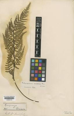 Kew Gardens K000633183:  s.coll. [395] Dominica