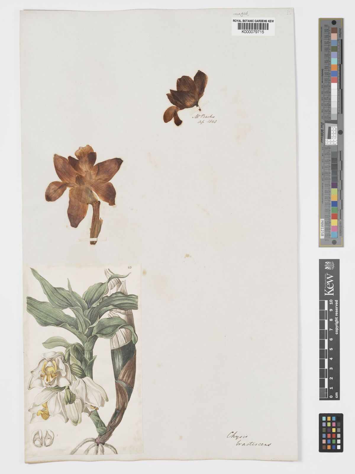 Kew Gardens K000079715:  Barker, H. [s.n.]