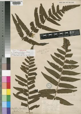 Kew Gardens K000351161:  Bojer [s.n.] Madagascar