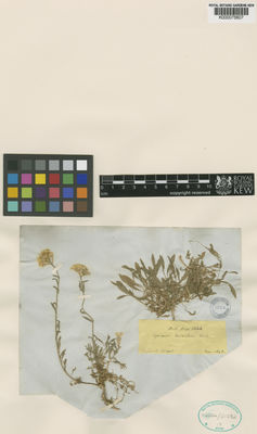 Kew Gardens K000075607:  Boissier P.E. [s.n.] Turkey