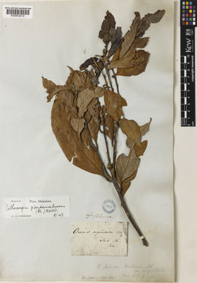 Kew Gardens K000832519:  Blume, C.L.von. [s.n.] Indonesia