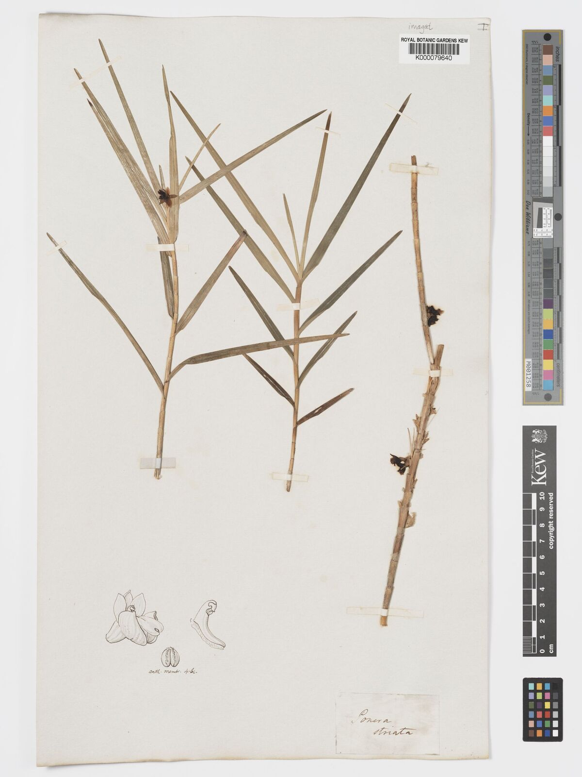 Kew Gardens K000079640:  Skinner, G.U. [s.n.] Guatemala