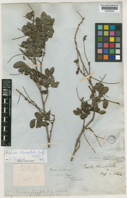 Kew Gardens K000695948:  Griffith, W. [s.n.] BU