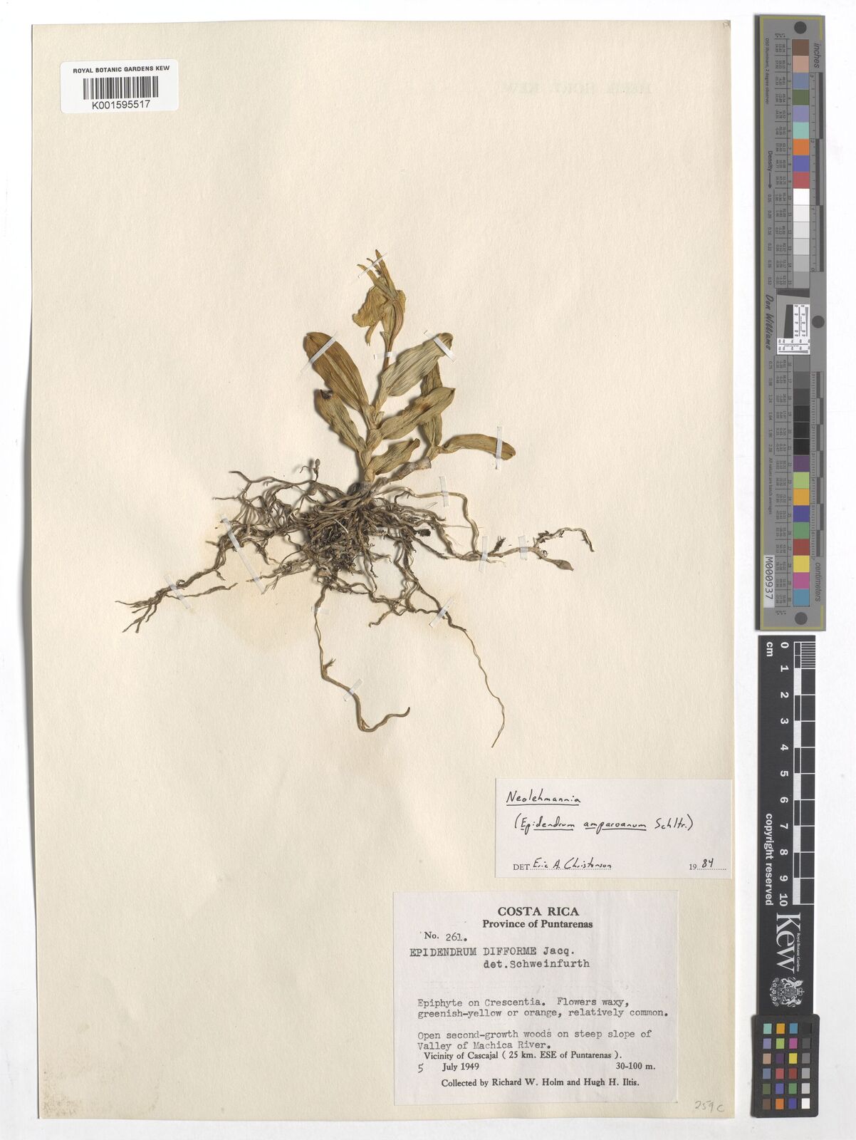 Epidendrum barbeyanum