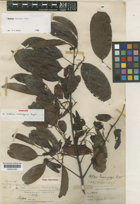 Kew Gardens K000671205:  Maingay, A.C. [1600] Malaysia