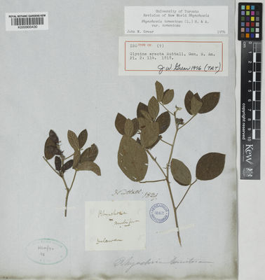 Kew Gardens K000900430:  Nuttall, T. [s.n.] United States