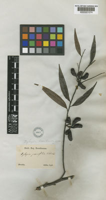 Kew Gardens K000221074:  Sellow [s.n.] Brazil