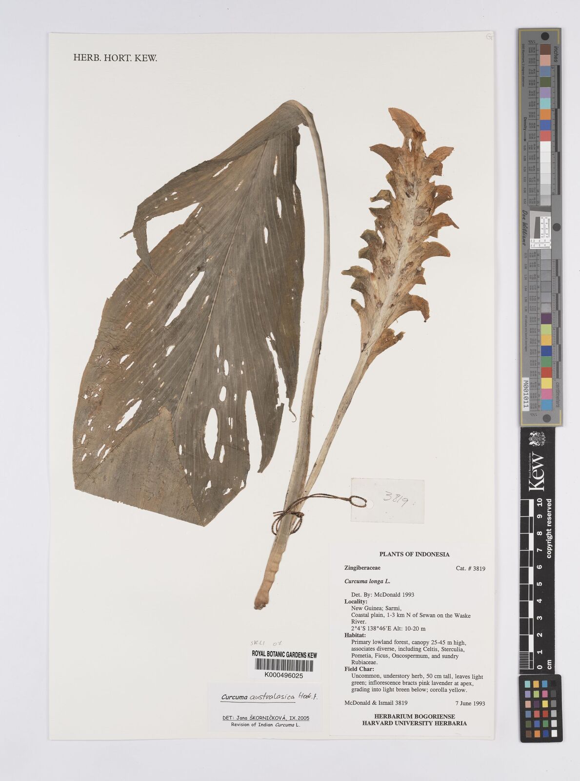 Kew Gardens K000496025:  McDonald; Ismail [3819] Papua New Guinea