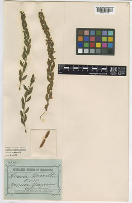 Kew Gardens K000791798:  Mueller, F. [s.n.] Australia