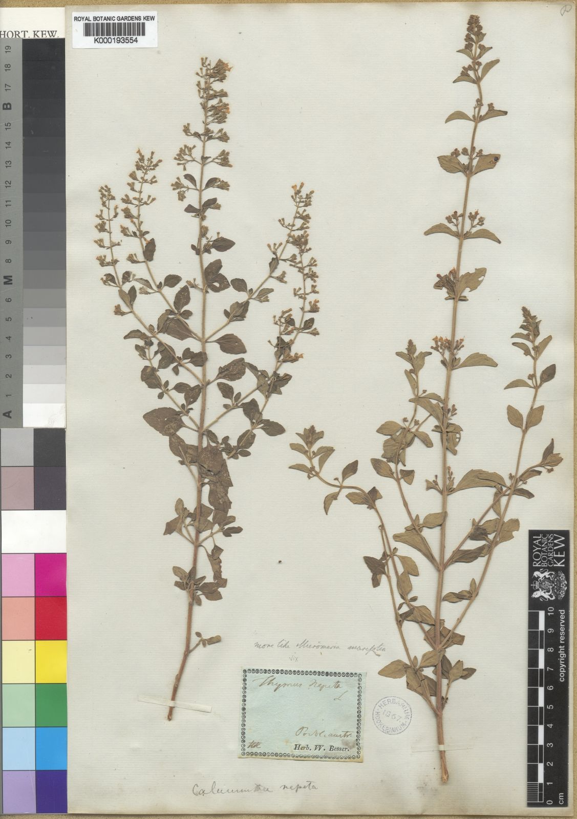 Clinopodium serpyllifolium subsp. fruticosum (L.) Bräuchler | Plants of ...