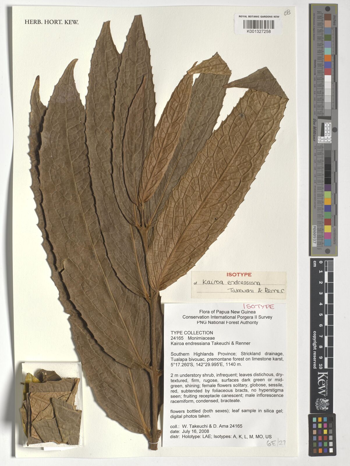 Kew Gardens K001327258:  Takeuchi, W.; Ama, D. [24165] Papua New Guinea