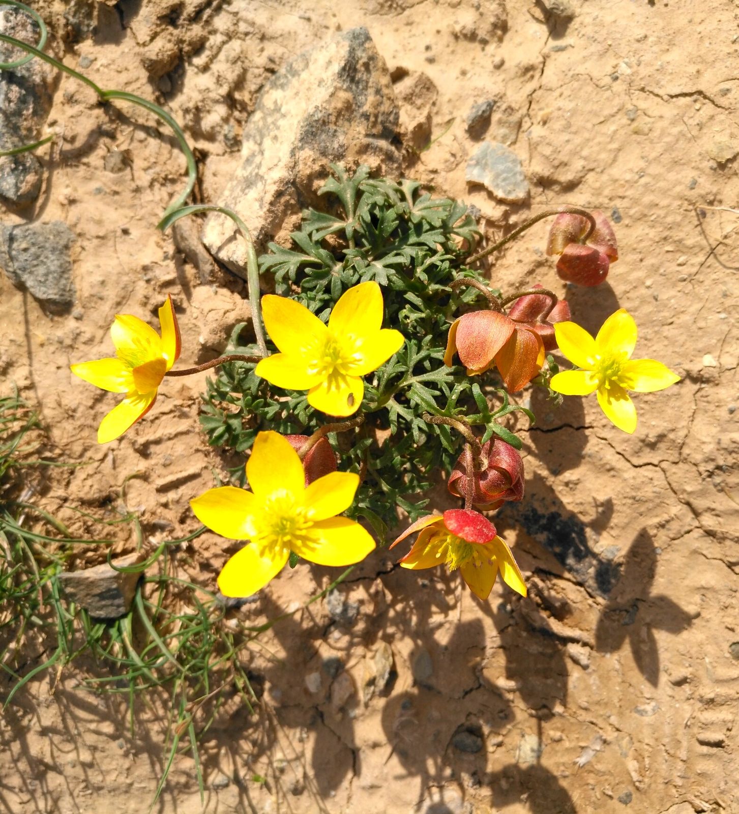 Anemone biflora DC., Plants of the World Online