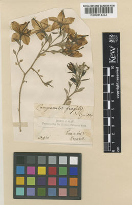 Kew Gardens K000814333:  Gay, J. [s.n.] Italy