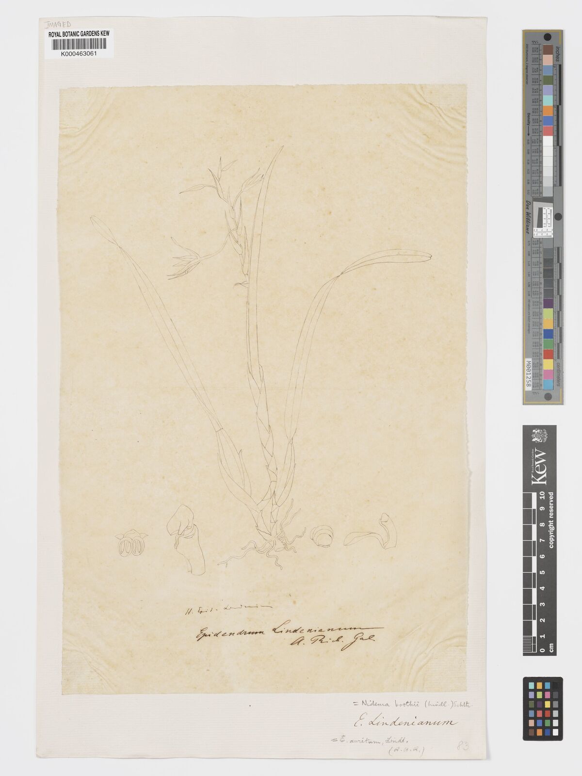 Kew Gardens K000463061: Kew Gardens K000463061:
