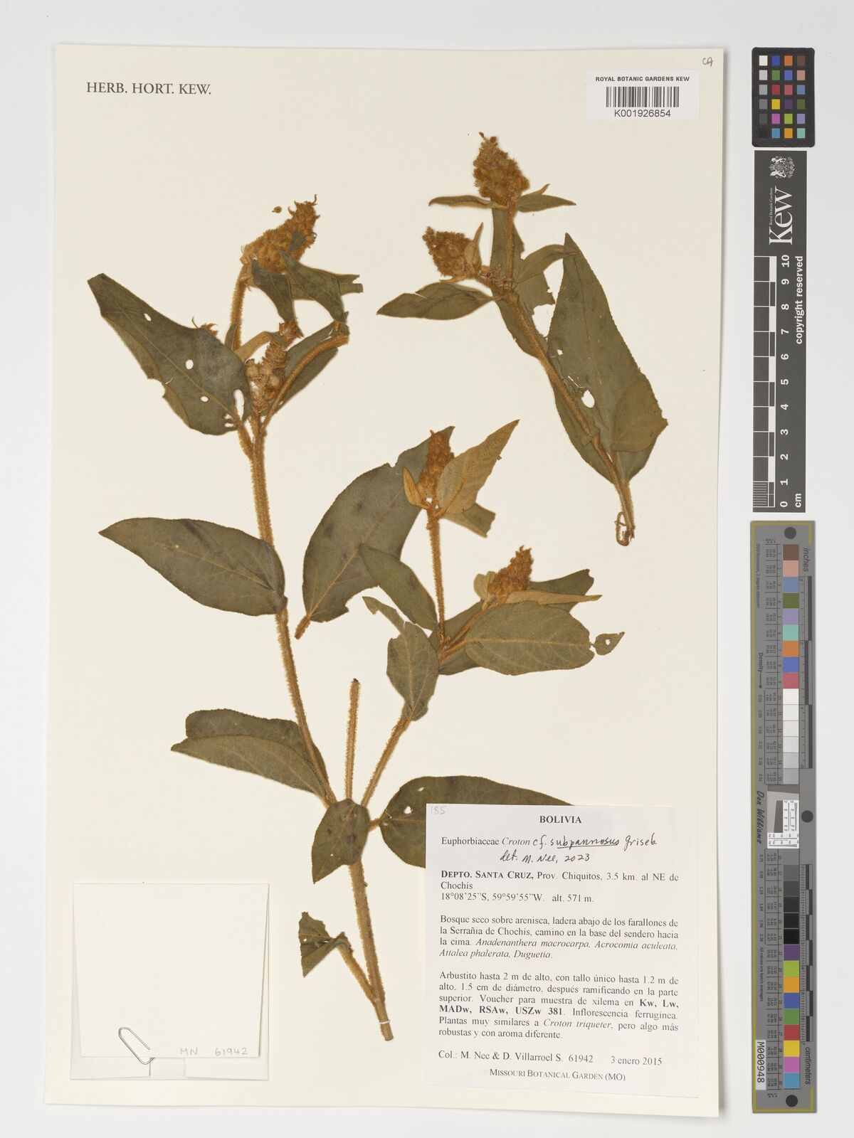 Croton subpannosus