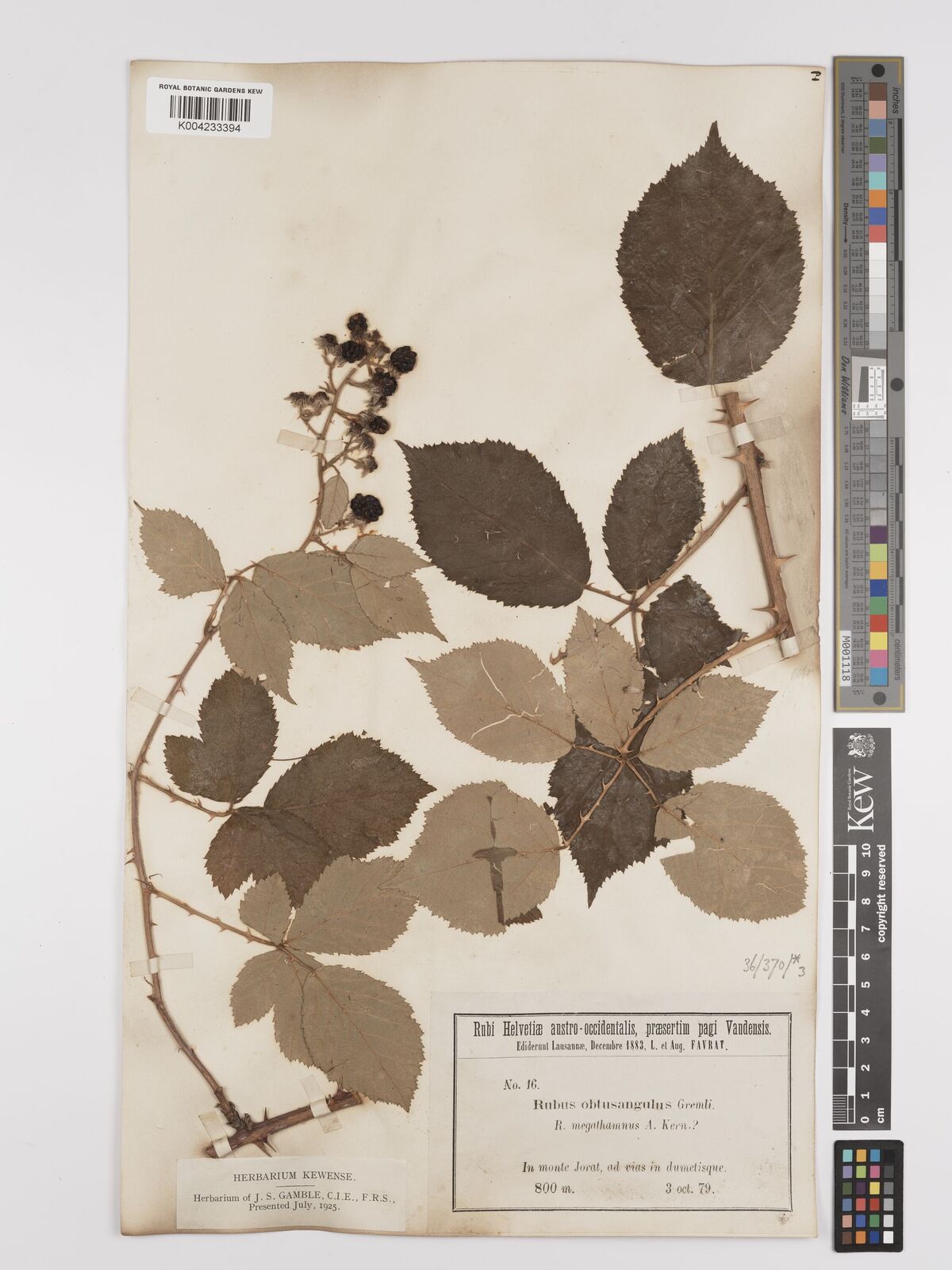 Rubus obtusangulus