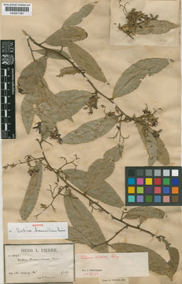 Kew Gardens K000671367:  Harmand, J. [1892]