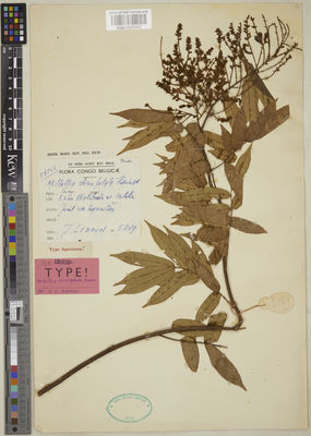 Kew Gardens K001096945:  Lebrun, J.A. [5249] Congo, Democratic Republic of the