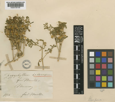 Kew Gardens K000725155:  Mueller, F.J.H.von. [s.n.] Australia