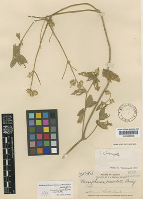 Kew Gardens K000583038:  Williams, R.S. [2401] Bolivia