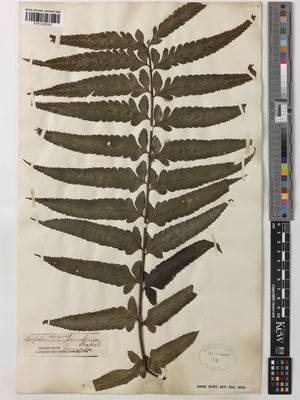 Kew Gardens K001208350:  Kitching, L. [s.n.] Madagascar