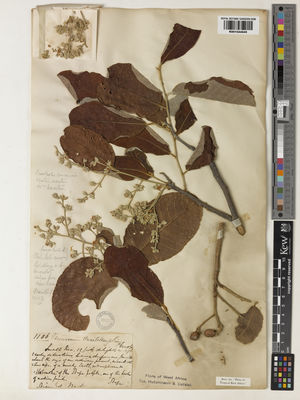 Kew Gardens K001044645:  s.coll. [1106] West Tropical Africa