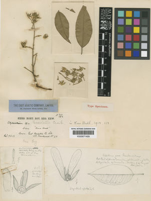 Kew Gardens K000671409:  s.coll. [s.n.] Thailand