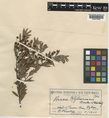 Kew Gardens K000779984:  Cambage, R.H. [s.n.] Australia