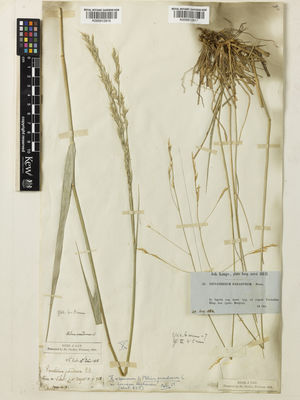 Kew Gardens K000912816:  s.coll. [4]