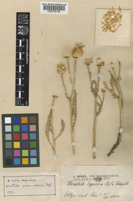 Kew Gardens K000792199:  Regel, A. [s.n.] Kazakhstan