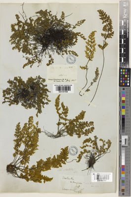 Kew Gardens K001057989:  Nuttall, T. [s.n.] United States