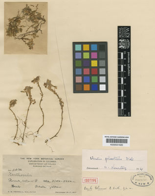 Kew Gardens K000531620:  Pennell, F.W. [3096] Colombia