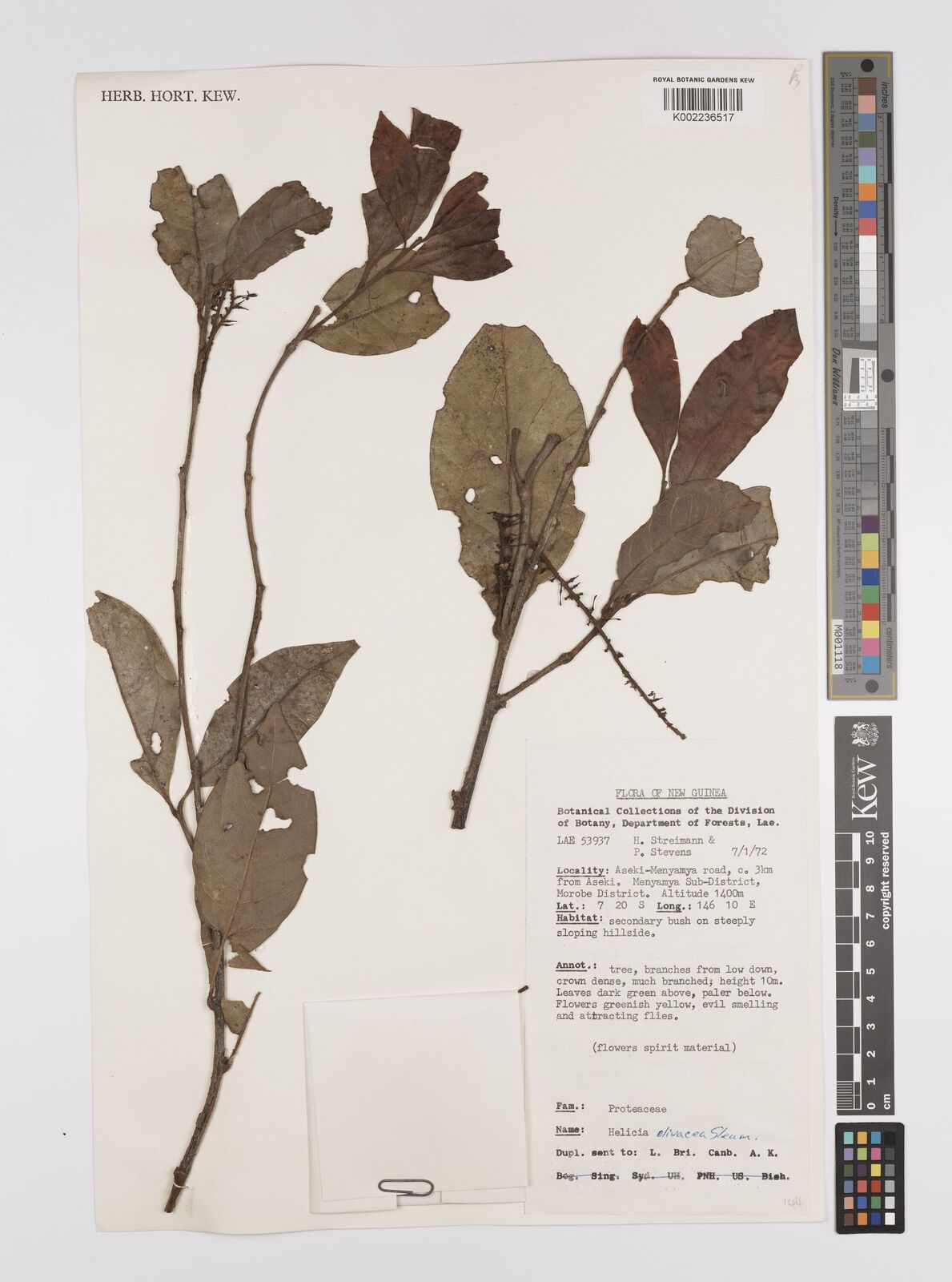 Helicia olivacea Sleumer | Plants of the World Online | Kew Science