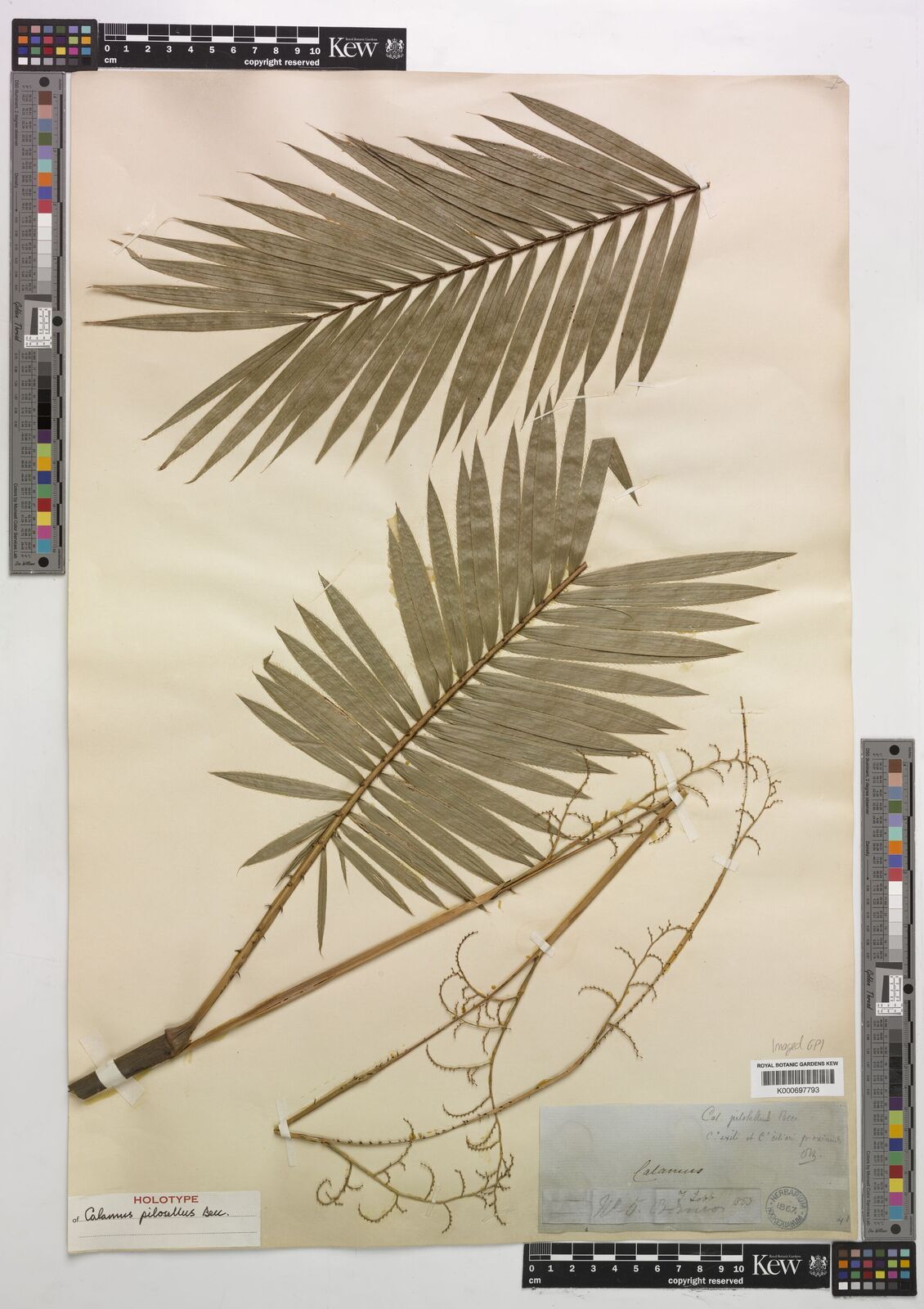 Kew Gardens K000697793:  Lobb, T. [5] Borneo