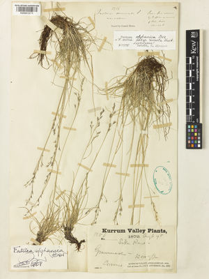 Kew Gardens K000913278:  Aitchison, J.E.T. [1256] Afghanistan