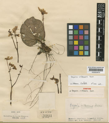 Kew Gardens K000634616:  Burkhill, I.H. [36831] India