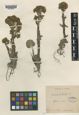 Kew Gardens K000796824:  s.coll. [1569]