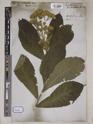 Kew Gardens K001118472:  s.coll. [Cat. no. 3036]