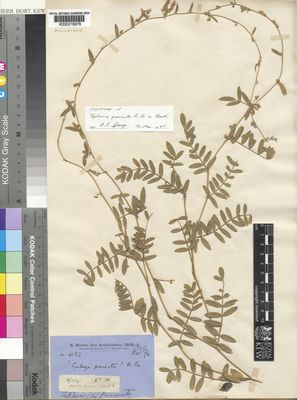 Kew Gardens K000216978:  Brown, R. [s.n.] Australia