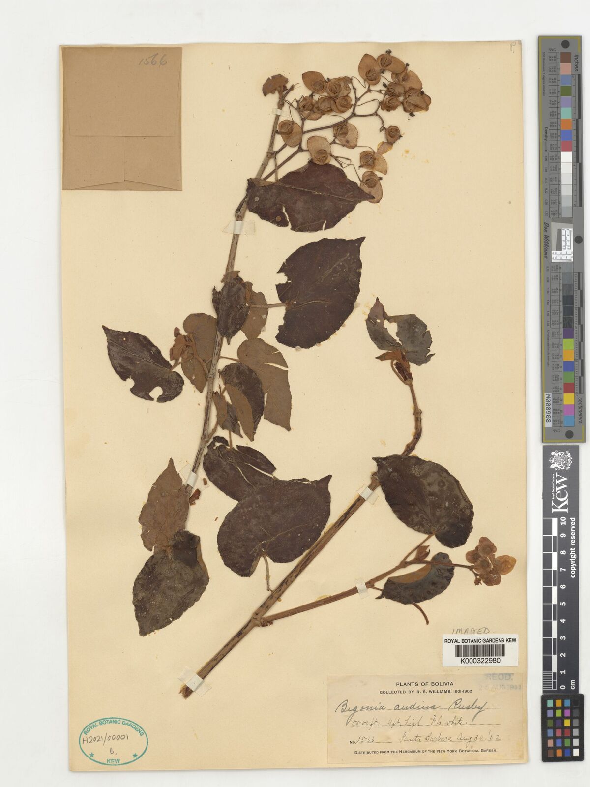 Kew Gardens K000322980:  Williams, R.S. [1566] Bolivia