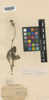 Kew Gardens K000843769:  s.coll. [141] Vietnam