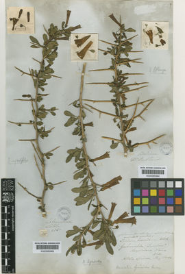 Kew Gardens K000585964:  Pentland [s.n.] Bolivia