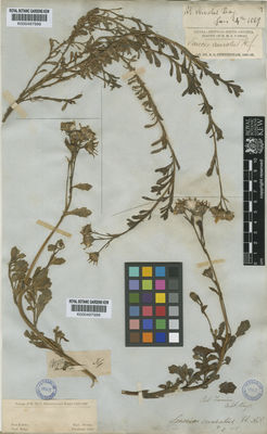 Kew Gardens K000497998:  Cunningham, R.O. [s.n.]